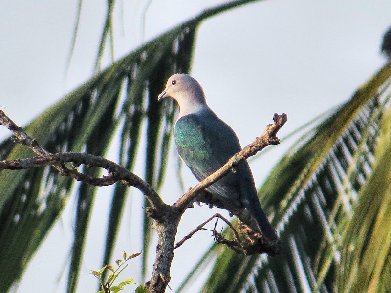 I (123) Emerald Dove.JPG